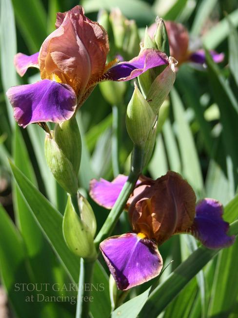 Photo of Miniature Tall Bearded Iris (Iris 'Peebee and Jay') uploaded by Calif_Sue