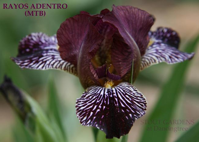 Photo of Miniature Tall Bearded Iris (Iris 'Rayos Adentro') uploaded by Calif_Sue