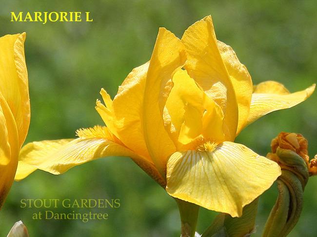 Photo of Miniature Tall Bearded Iris (Iris 'Marjorie L') uploaded by Calif_Sue