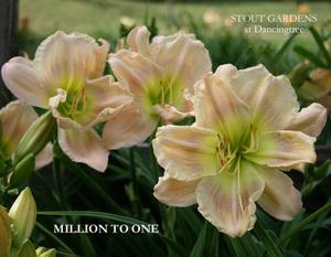 Photo of Daylily (Hemerocallis 'Million to One') uploaded by Calif_Sue