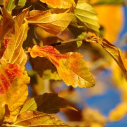 Location: My Garden, Utah
Date: 2014-11-09
Fall color