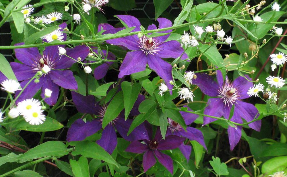 Photo of Clematis uploaded by jmorth
