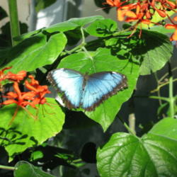 Location: BF House - Chesterfield, Mo. (MOBOT)
Date: 2009-09-28
w/ Blue Morpho BF