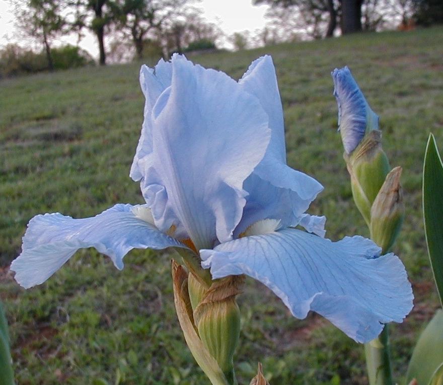 Photo of Tall Bearded Iris (Iris 'Busy Being Blue') uploaded by needrain