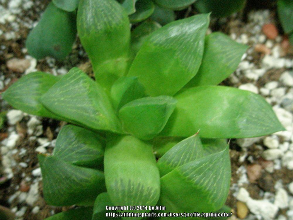 Photo of Haworthia (Haworthia retusa) uploaded by springcolor