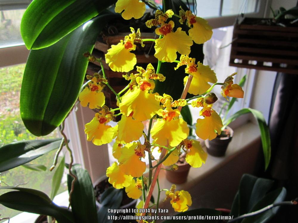 Photo of Dancing Lady Orchid (Gomesa varicosa) uploaded by terrafirma