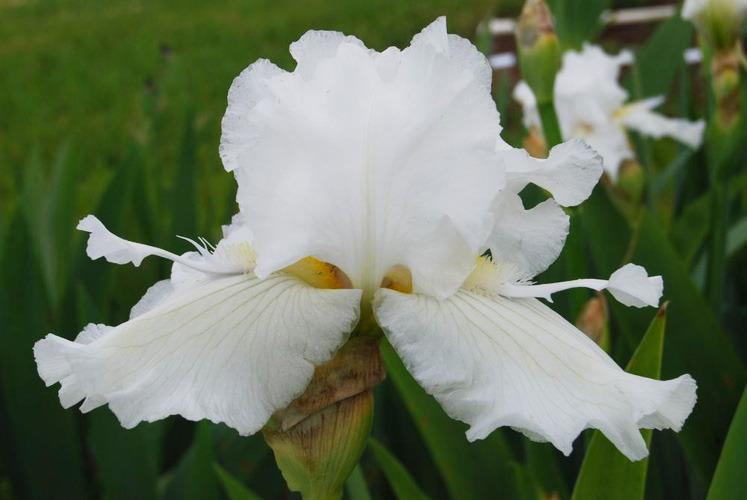 Photo of Tall Bearded Iris (Iris 'Wings of Peace') uploaded by Calif_Sue