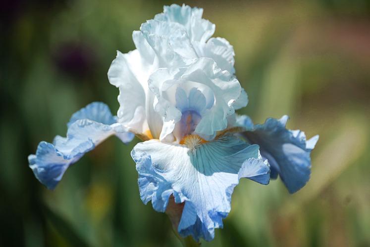 Photo of Tall Bearded Iris (Iris 'Ruffled Ballet') uploaded by Calif_Sue