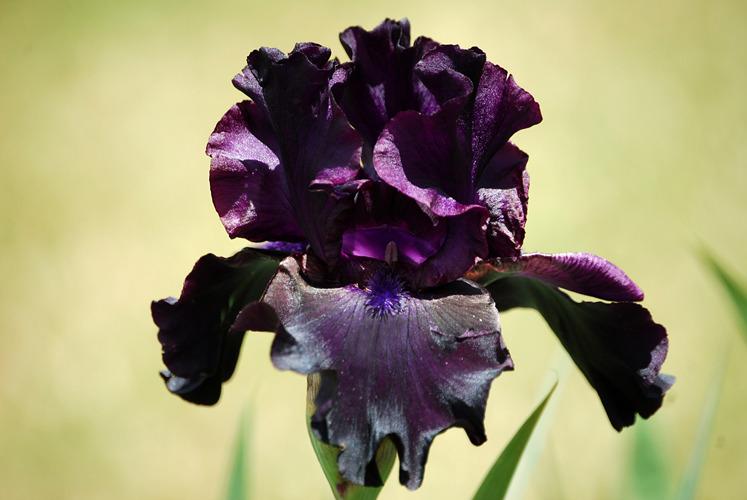 Photo of Tall Bearded Iris (Iris 'Paint It Black') uploaded by Calif_Sue