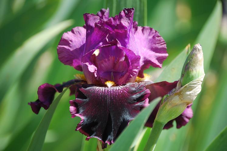 Photo of Tall Bearded Iris (Iris 'Sooner Serenade') uploaded by Calif_Sue