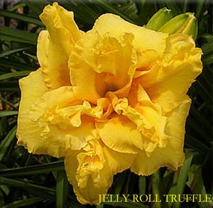 Photo of Daylily (Hemerocallis 'Jelly Roll Truffle') uploaded by Calif_Sue