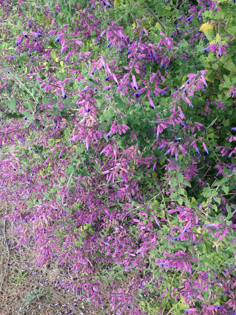 Photo of Salvia (Salvia semiatrata) uploaded by HamiltonSquare