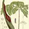 Curtis's Botanical Magazine v.106 [ser.3:v.36] (1880)