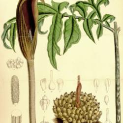 
Curtis's Botanical Magazine v.111 [ser.3:v.41] (1885)