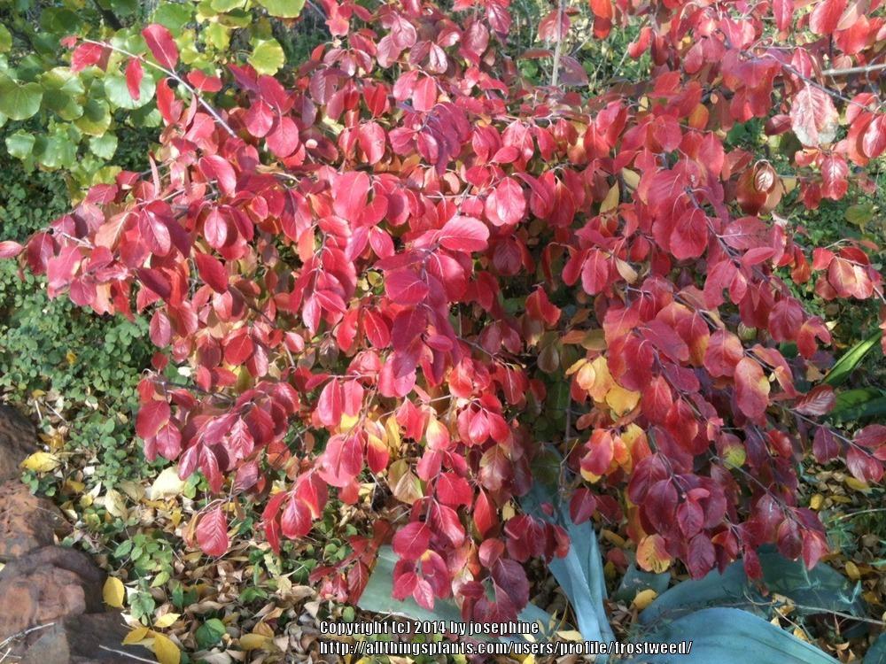 Photo of Rusty Blackhaw Viburnum (Viburnum rufidulum) uploaded by frostweed