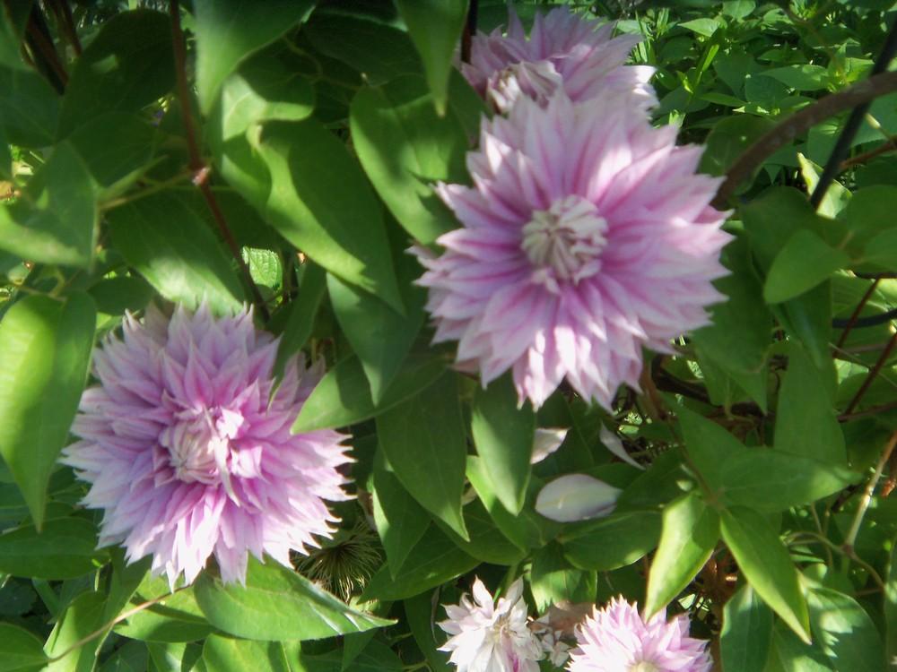 Photo of Clematis Josephine™ uploaded by obliqua