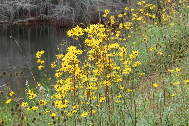 Photo of Swamp Sunflower (Helianthus angustifolius) uploaded by Horntoad