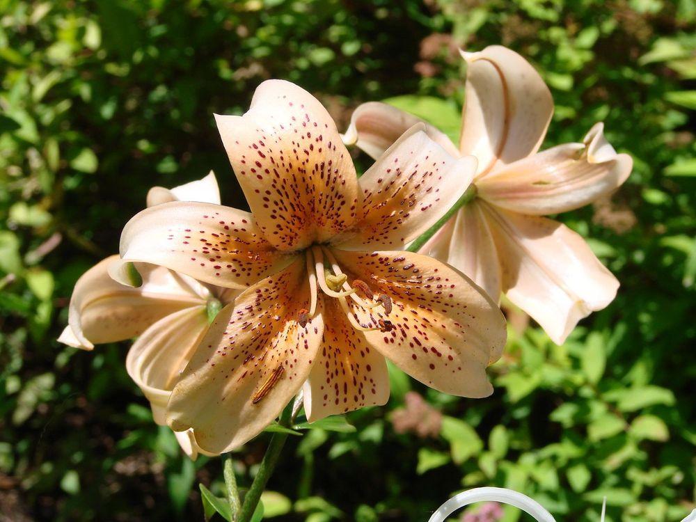 Photo of Lily (Lilium Tiger Babies) uploaded by Joy