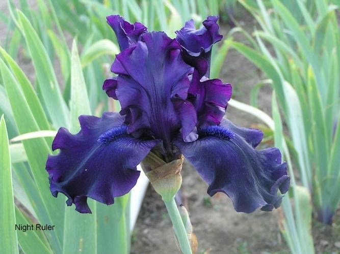 Photo of Tall Bearded Iris (Iris 'Night Ruler') uploaded by Calif_Sue