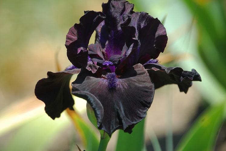 Photo of Tall Bearded Iris (Iris 'Midnight Oil') uploaded by Calif_Sue