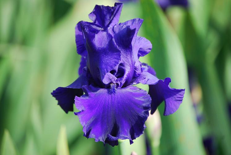Photo of Tall Bearded Iris (Iris 'Navy Blues') uploaded by Calif_Sue
