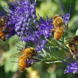 Location: My Garden, Utah
Date: 2013-10-09
bee magnet #Pollination