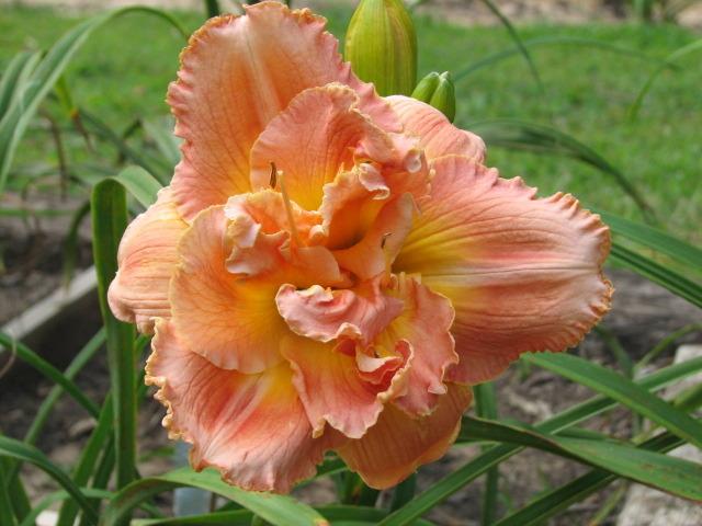Photo of Daylily (Hemerocallis 'Vision of Love') uploaded by tgarden711