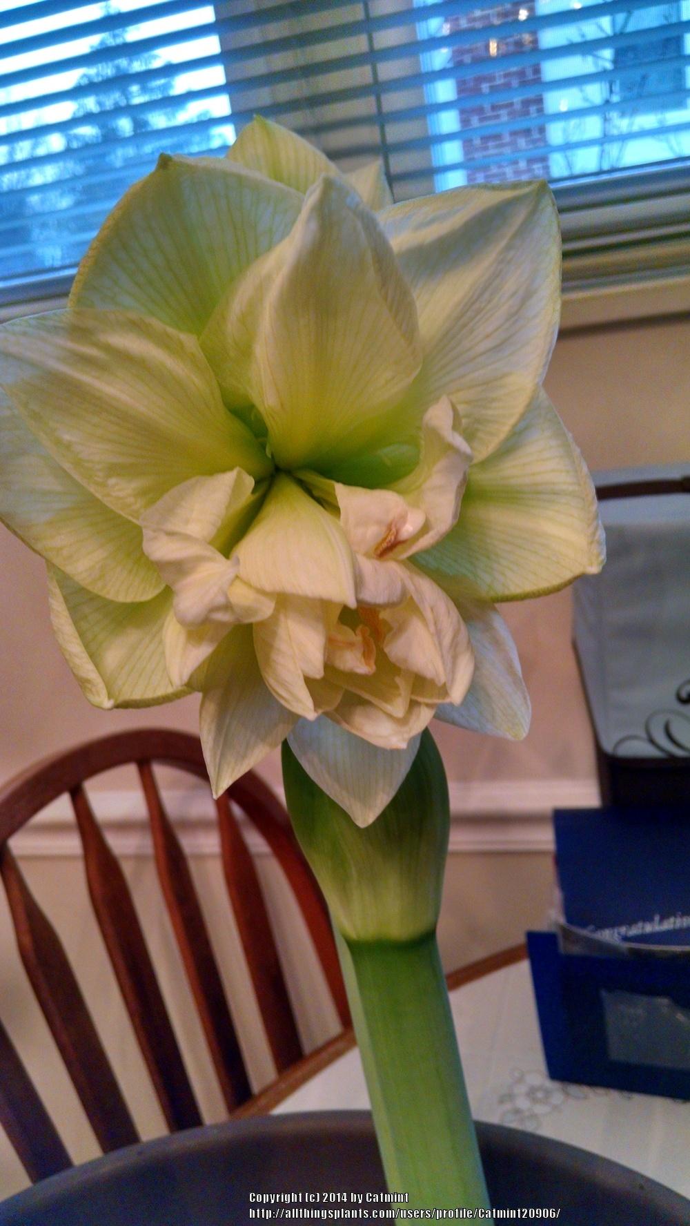 Photo of Amaryllis (Hippeastrum 'Aphrodite') uploaded by Catmint20906