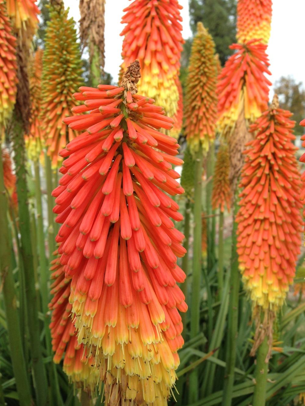 Photo of Torch Lilies (Kniphofia) uploaded by HamiltonSquare