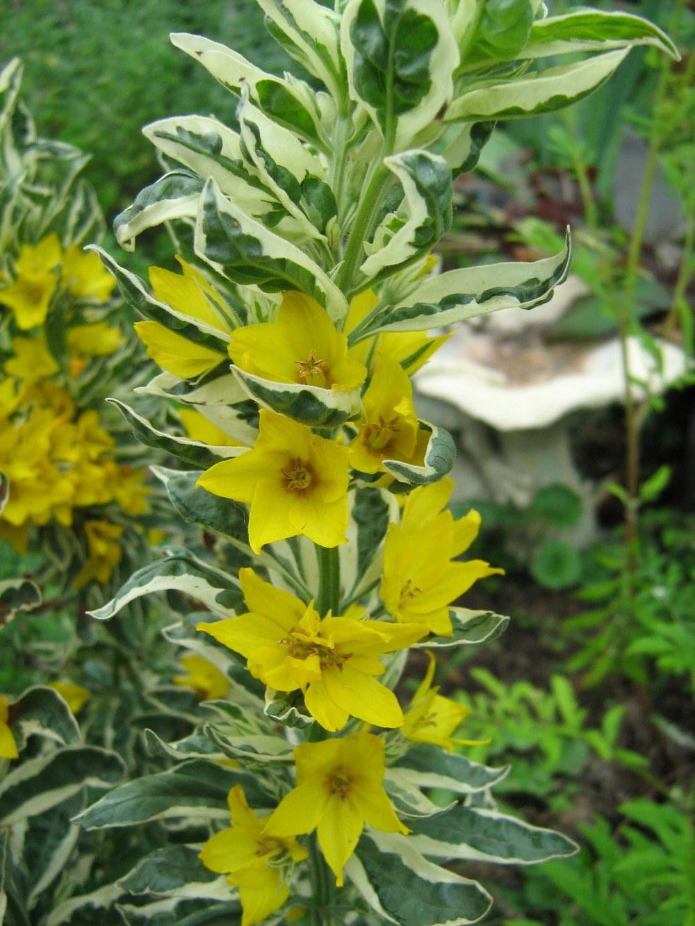 Photo of Variegated Yellow Loosestrife (Lysimachia punctata 'Alexander') uploaded by gardengus