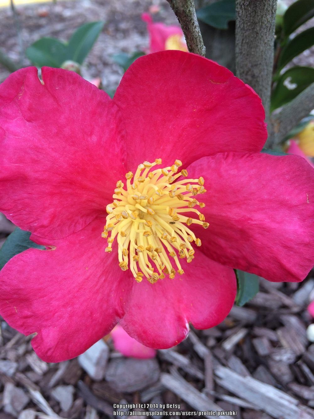 Photo of Camellia (Camellia sasanqua 'Yuletide') uploaded by piksihk
