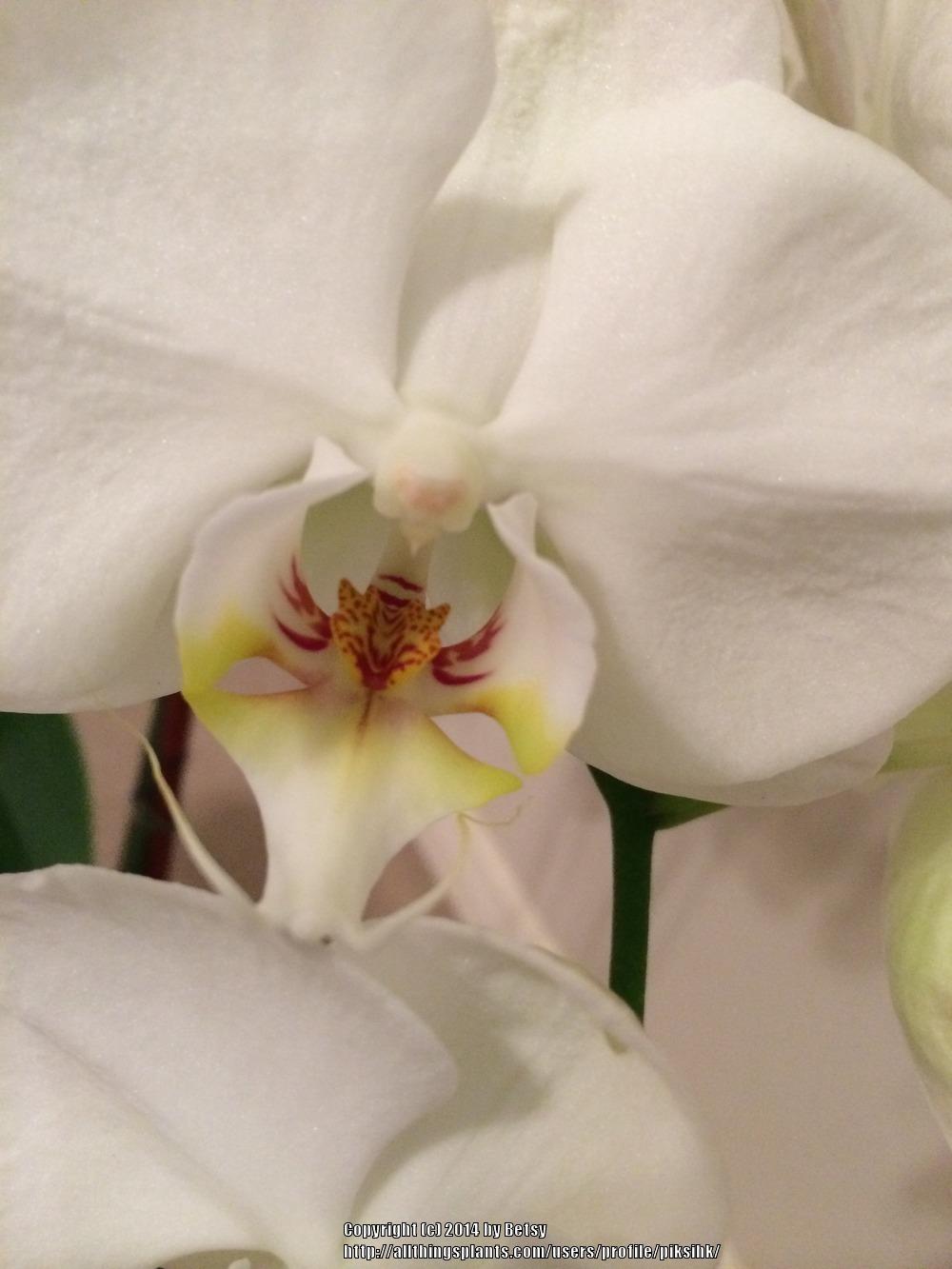 Photo of White Moth Orchid (Phalaenopsis amabilis) uploaded by piksihk