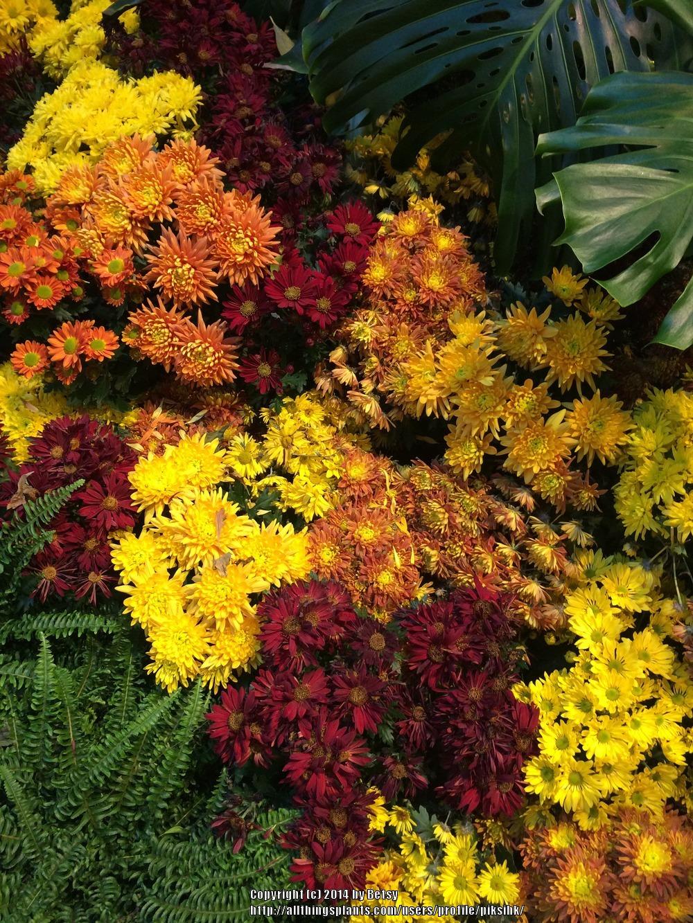 Photo of Chrysanthemum uploaded by piksihk