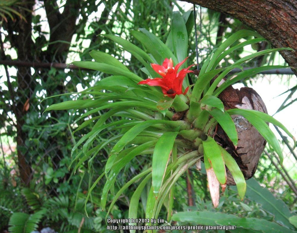 Photo of Scarlet Star (Guzmania lingulata) uploaded by plantladylin