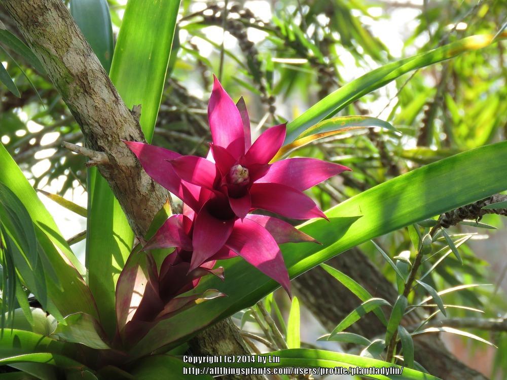 Photo of Scarlet Star (Guzmania lingulata) uploaded by plantladylin