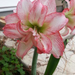 Location: Gulf-coast Texas
Date: 2014-12-07 Amaryllis Blooming Today