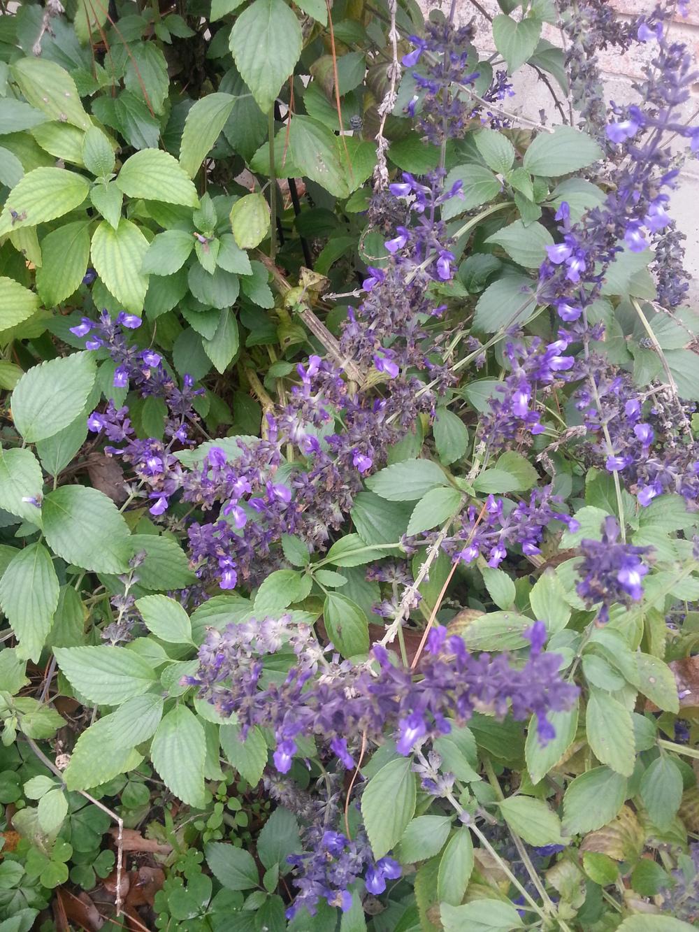 Photo of Salvia (Salvia x sylvestris 'Blue Queen') uploaded by value4dollars