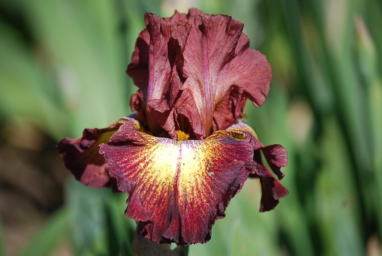 Photo of Tall Bearded Iris (Iris 'Figure Head') uploaded by Calif_Sue