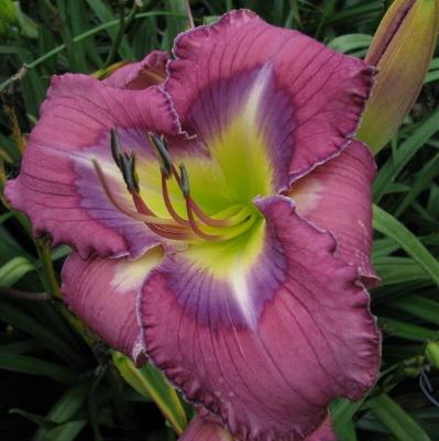 Photo of Daylily (Hemerocallis 'A Groovy Kind of Love') uploaded by Calif_Sue