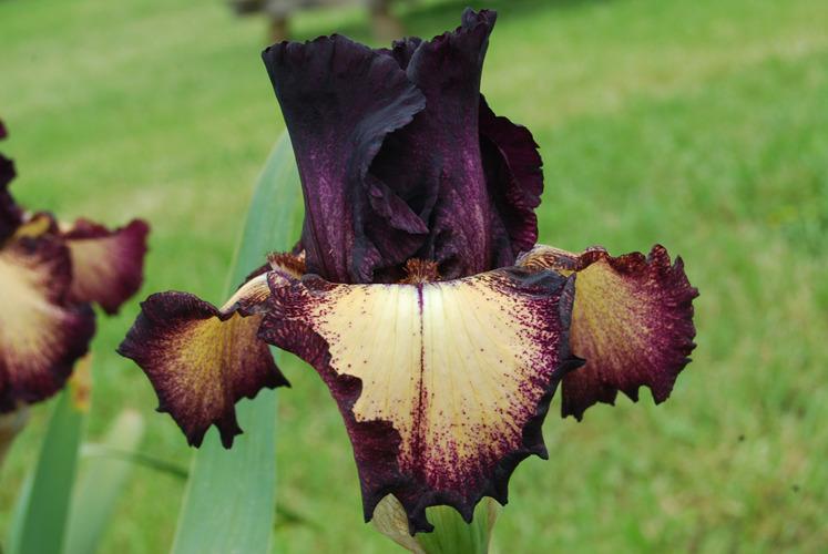 Photo of Tall Bearded Iris (Iris 'Epicenter') uploaded by Calif_Sue