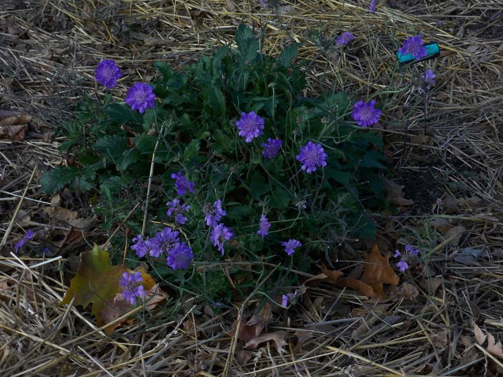 Photo of Pincushion Flower (Scabiosa columbaria 'Butterfly Blue') uploaded by Pattyw5