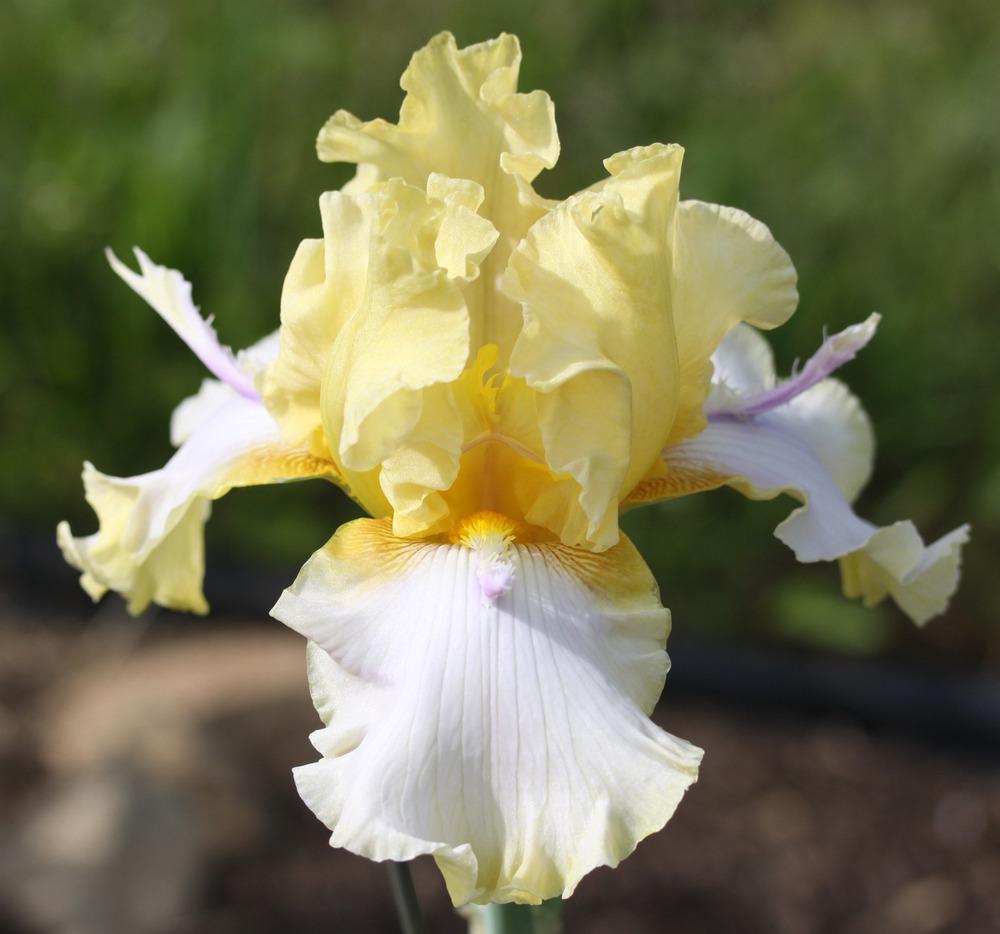 Photo of Tall Bearded Iris (Iris 'Just Point') uploaded by Snork