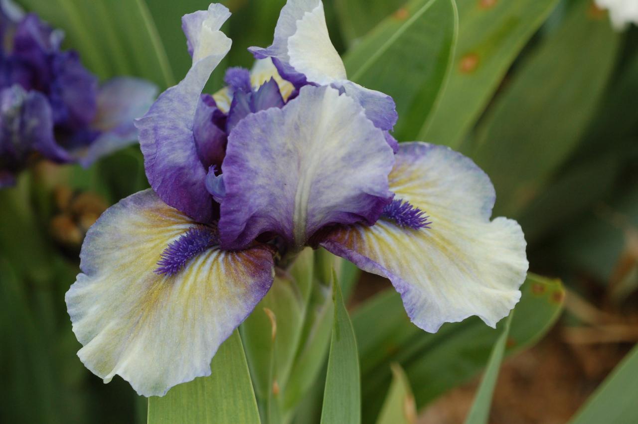 Photo of Standard Dwarf Bearded Iris (Iris 'Cookie Monster') uploaded by Calif_Sue