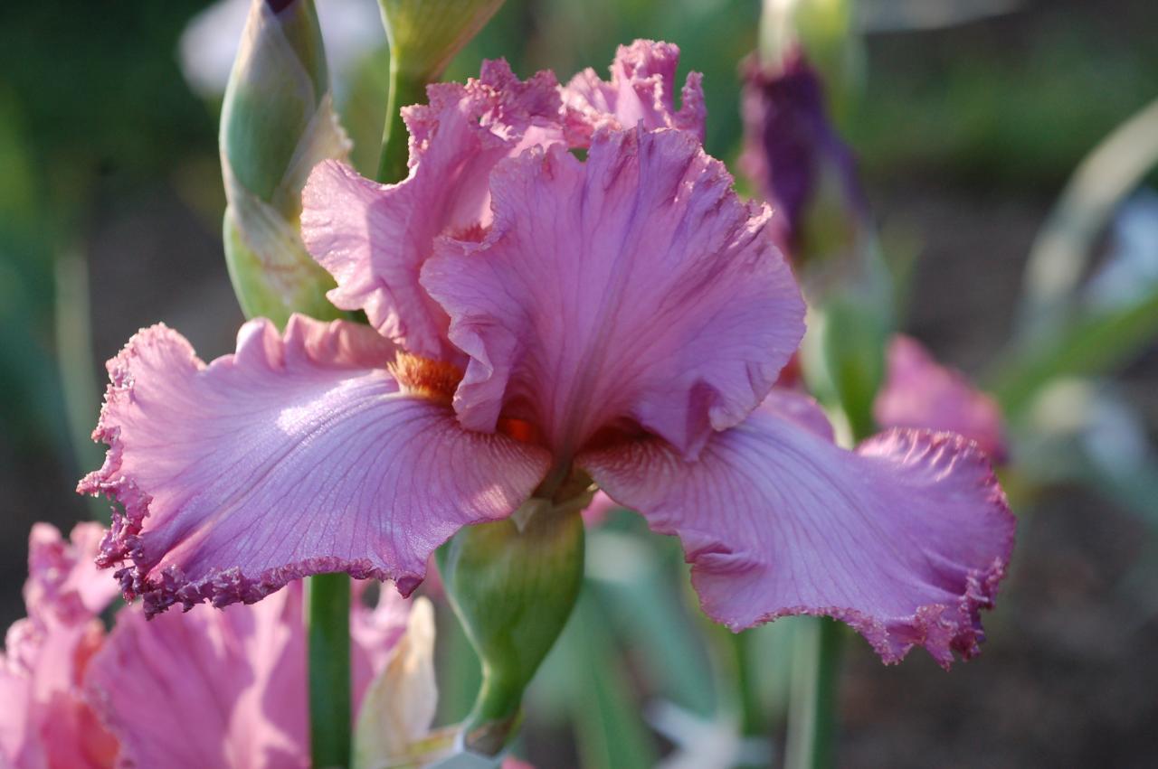 Photo of Tall Bearded Iris (Iris 'Ice Adams') uploaded by Calif_Sue