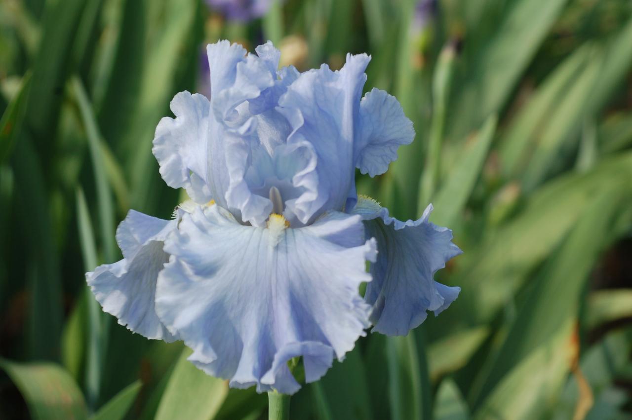 Photo of Tall Bearded Iris (Iris 'Monet's Sky') uploaded by Calif_Sue