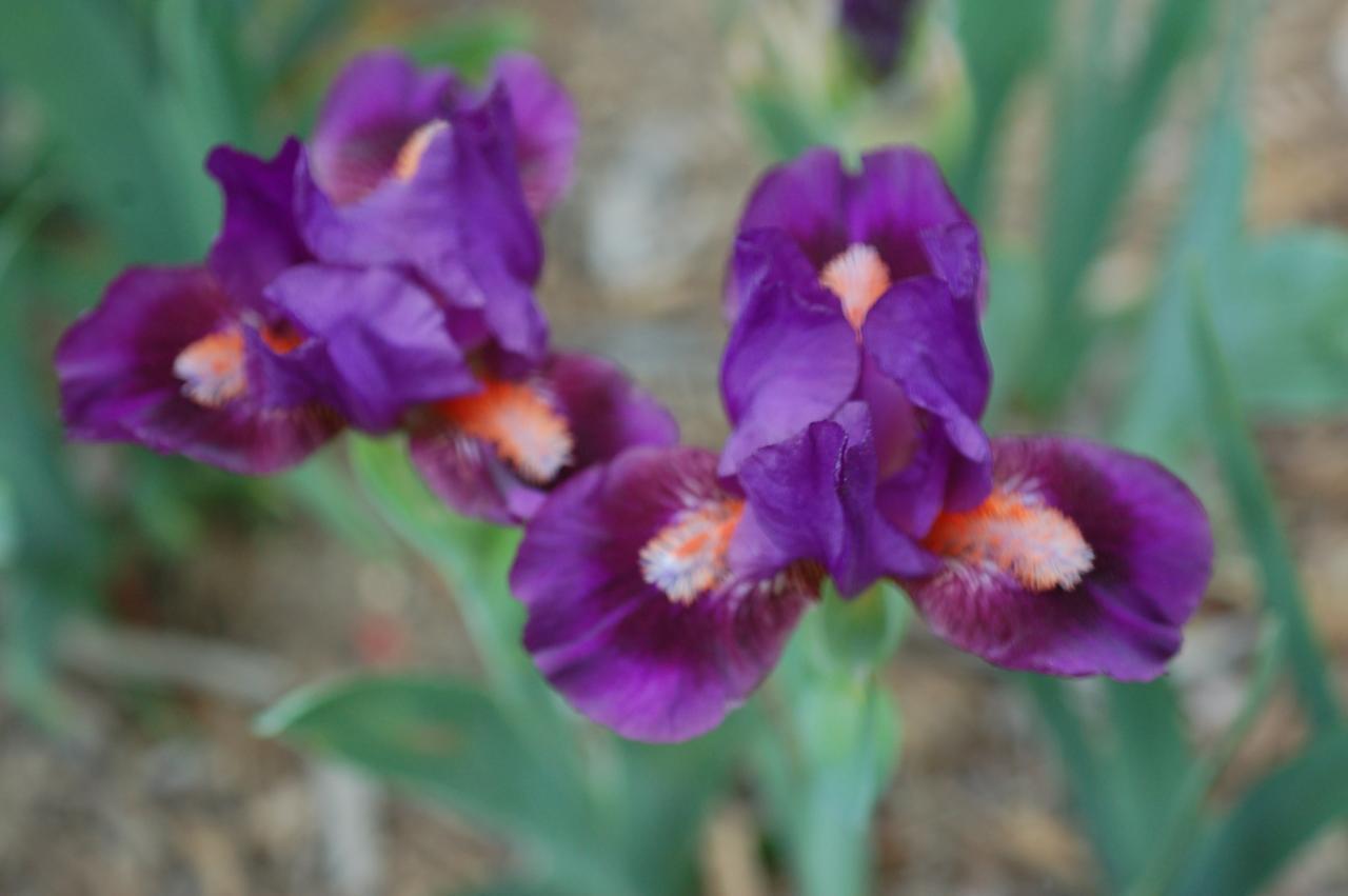 Photo of Standard Dwarf Bearded Iris (Iris 'Katniss') uploaded by Calif_Sue