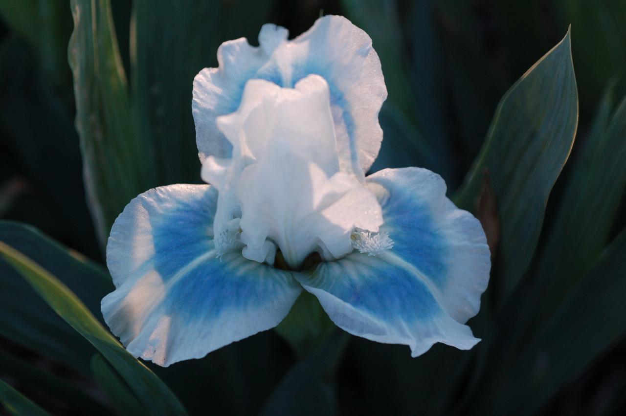 Photo of Standard Dwarf Bearded Iris (Iris 'Blue Ray') uploaded by Calif_Sue