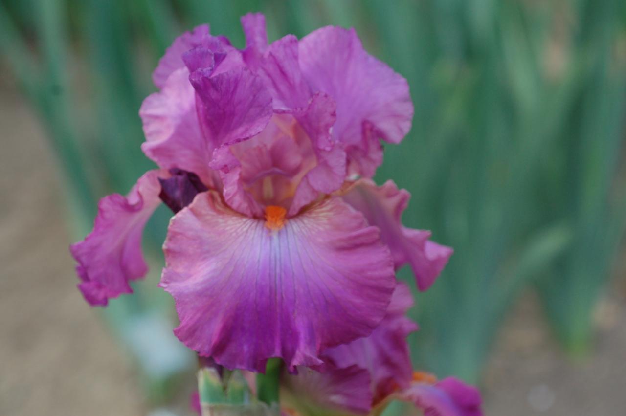 Photo of Tall Bearded Iris (Iris 'Allegheny Rose') uploaded by Calif_Sue
