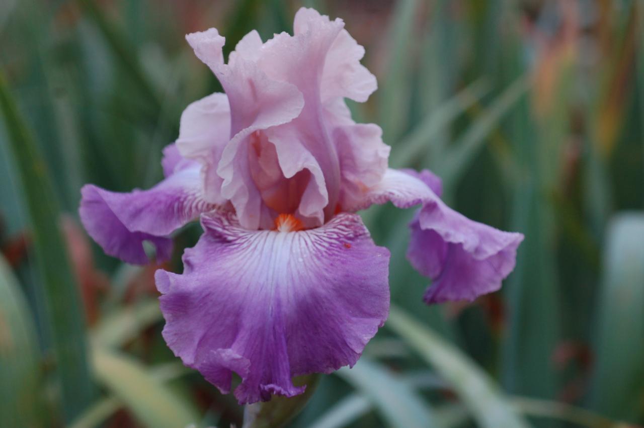 Photo of Tall Bearded Iris (Iris 'Alabanza') uploaded by Calif_Sue