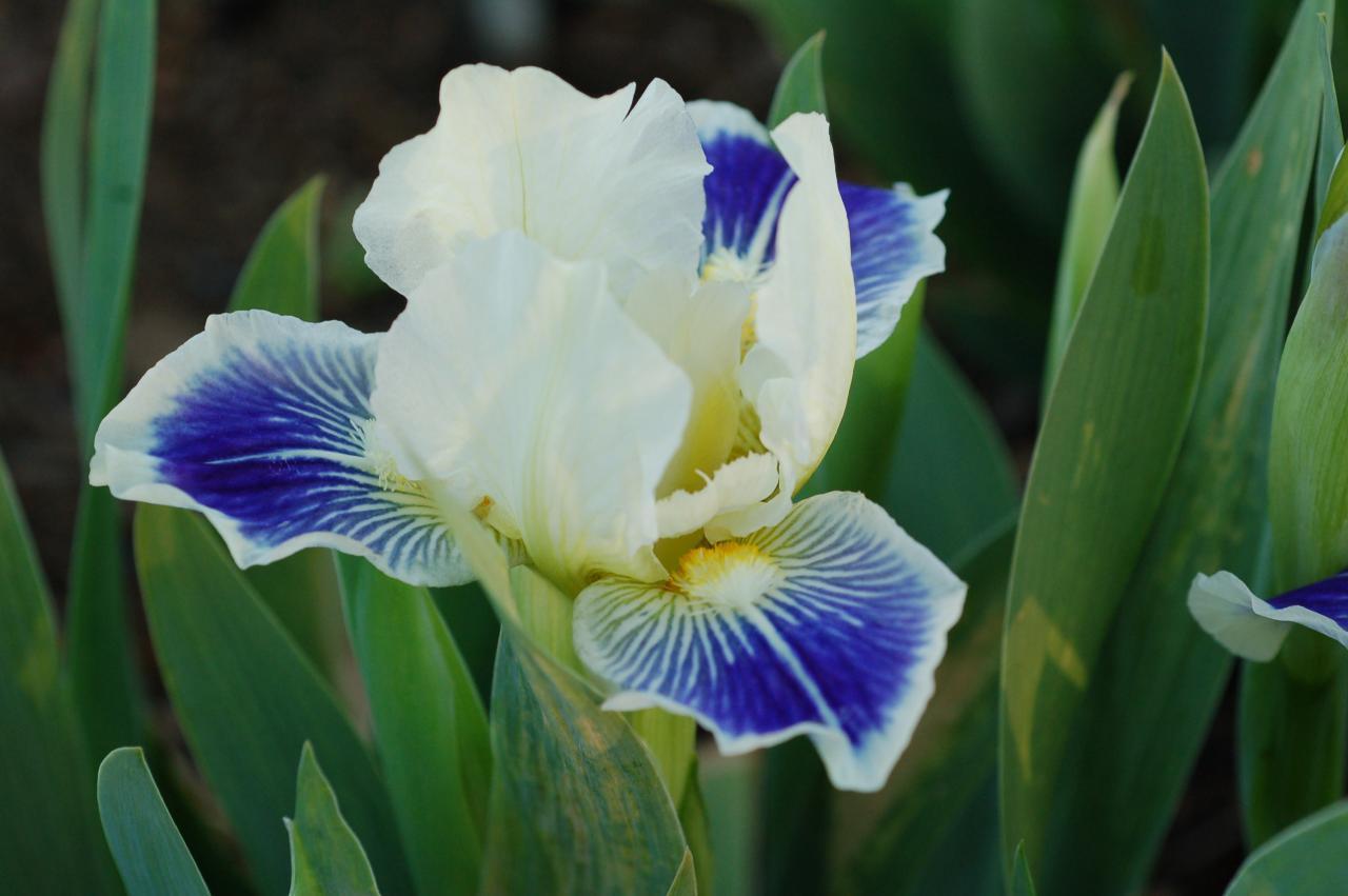 Photo of Standard Dwarf Bearded Iris (Iris 'Dazzle Baby') uploaded by Calif_Sue